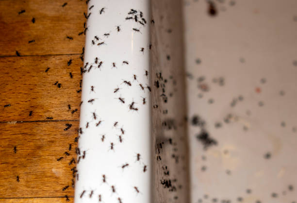 Reliable Marathon, FL Pest Control Solutions